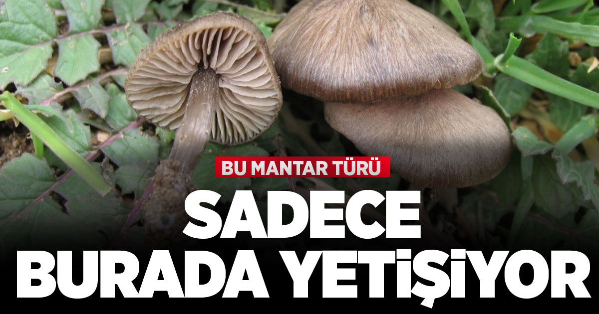 Sadece Denizli ve bölgesinde yetişen mantar türü keşfedildi
