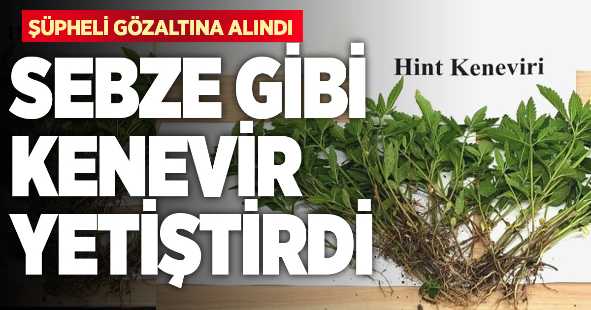 Sebze yetiştirir gibi kenevir yetiştirdi