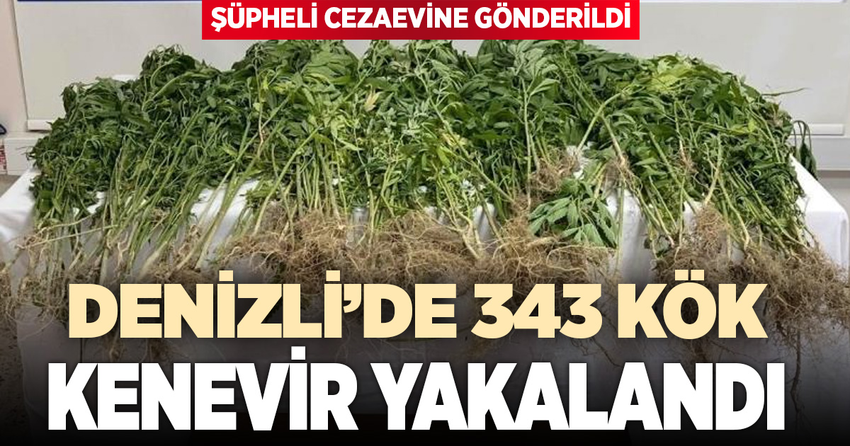 Denizli’de 343 kök Hint keneviri ele geçirildi