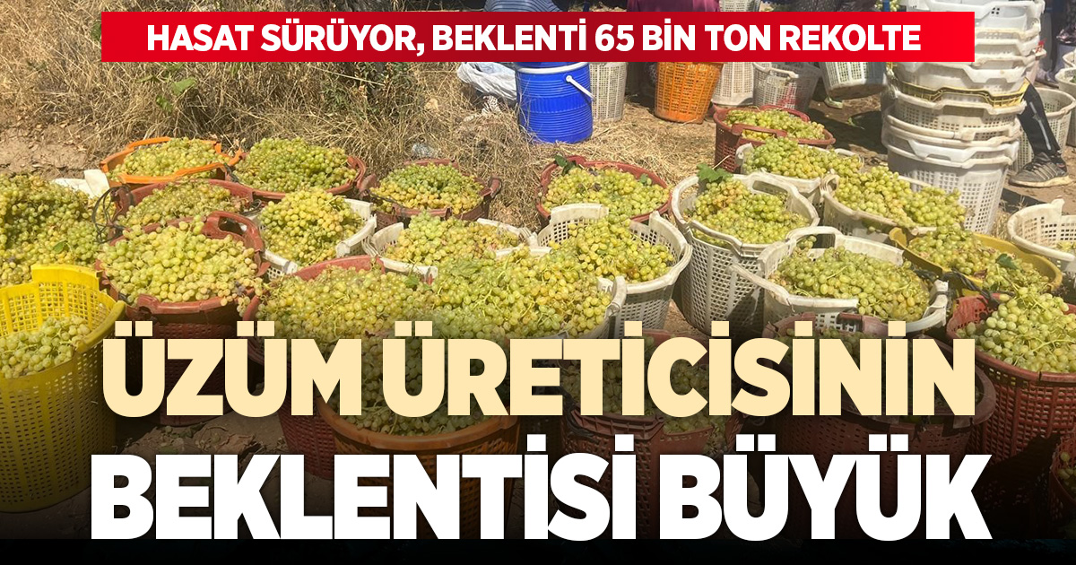 Buldan’da üzüm bağlarında hasat başladı