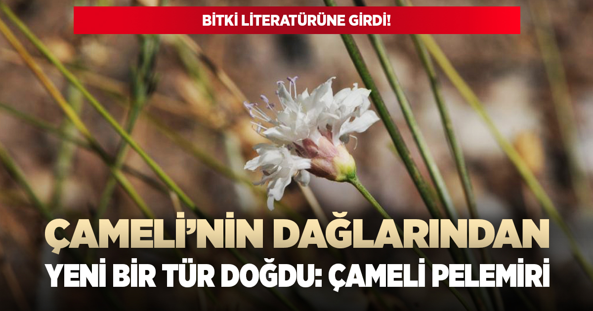 Çameli dağlarında yeni bir tür keşfedildi!