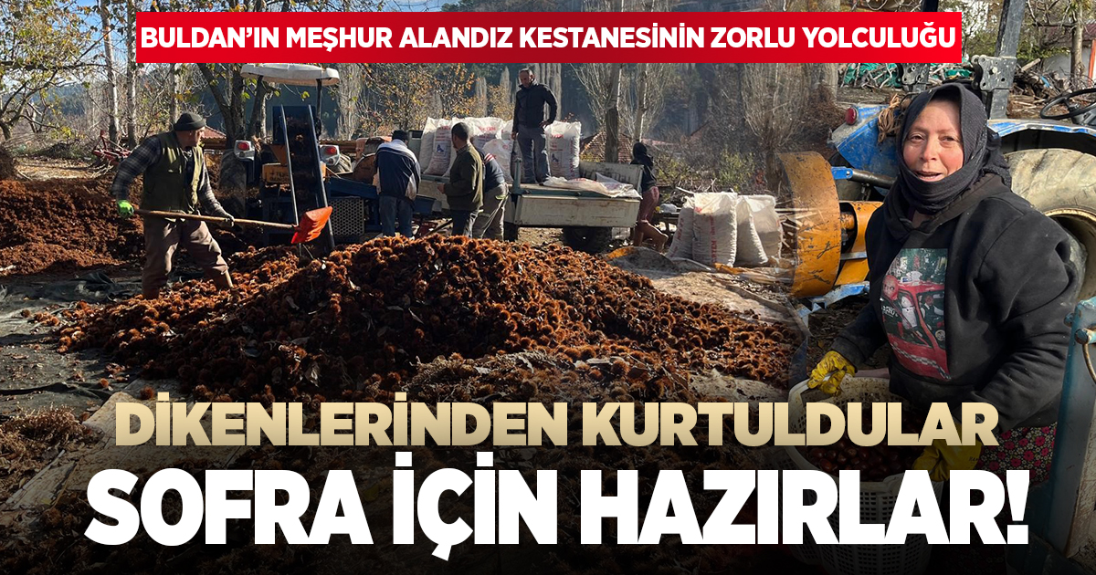 Dikenlerinden ayrılan kestaneler sofraya gelmek için hazır