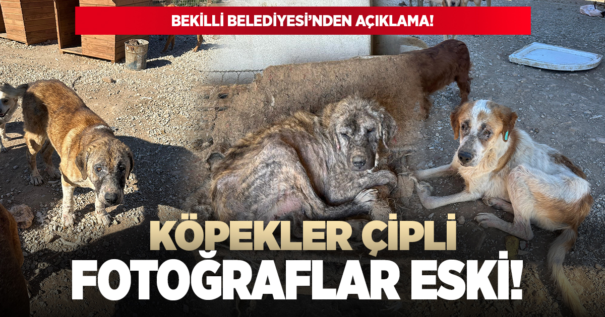 Bekilli Belediyesi'nden barınak açıklaması!