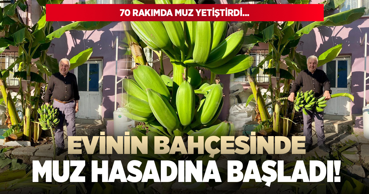 İnat etti, Buldan'da muz hasadı yaptı