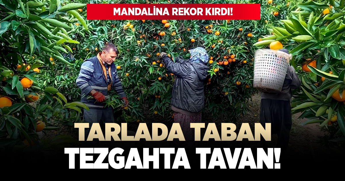 Mandalina tezgahta rekor kırdı!