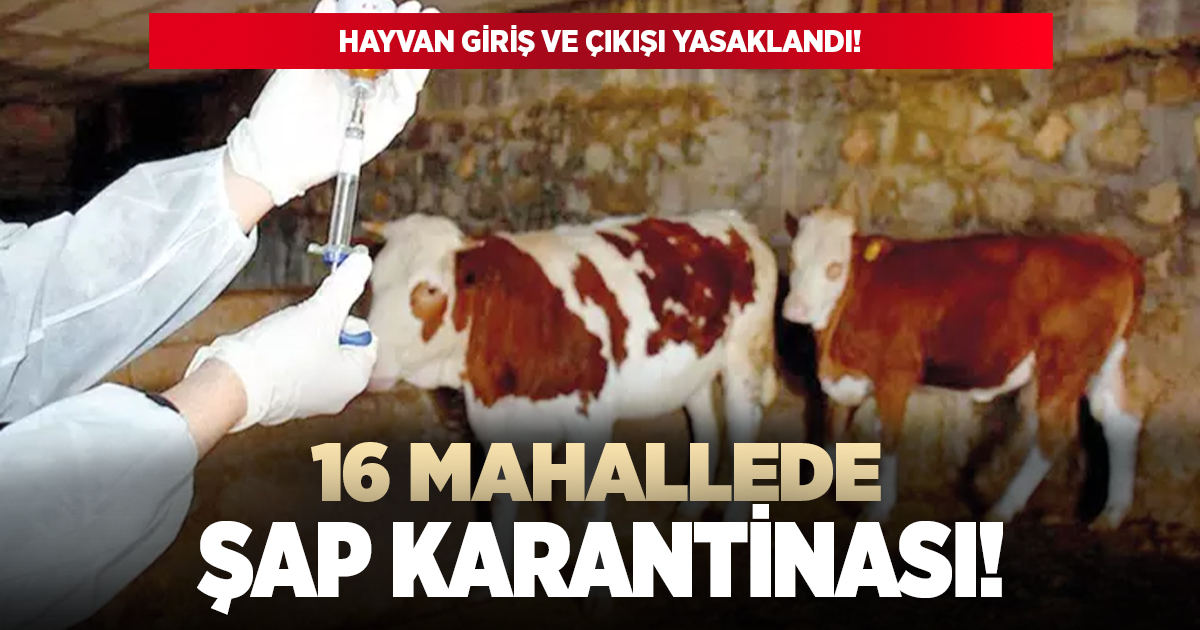 Denizli'de 16 mahallede şap karantinası!