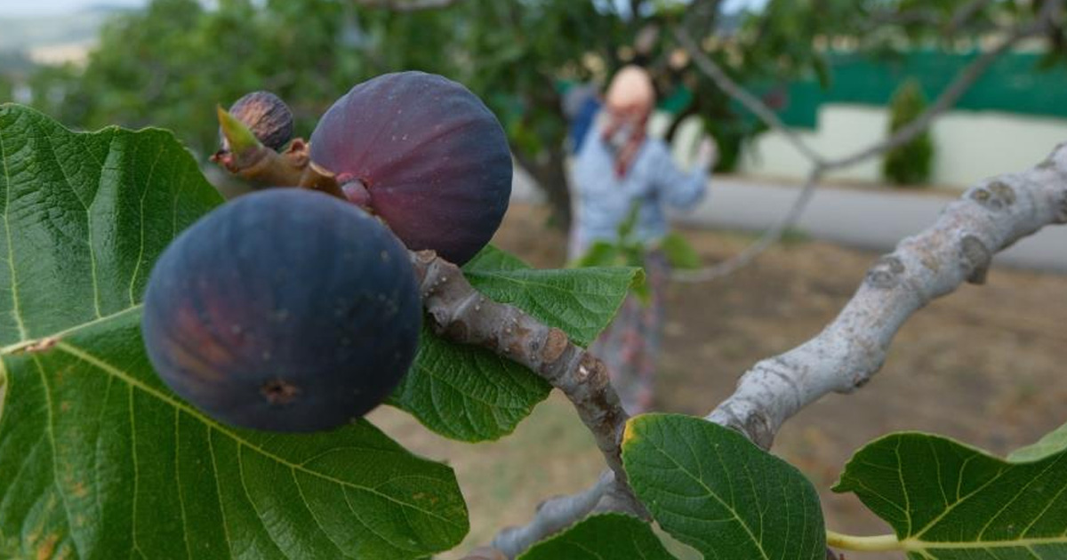 Kraliçe incirinin ihracatında kilogram başına 1 dolarlık değer artışı oldu