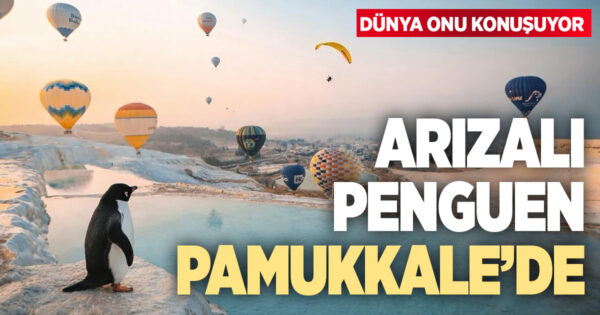İnterneti kasıp kavuran “Arızalı penguen” Pamukkale’de görüldü!
