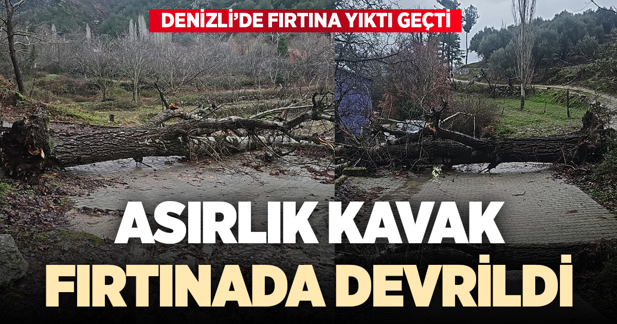 Asırlık kavak ağacı fırtınaya dayanamadı