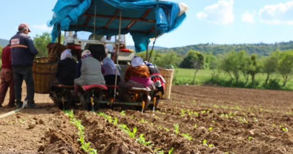 Başkan Tatık’tan tütün firmalarına ‘Alım takvimi açıklayın’ çağrısı 