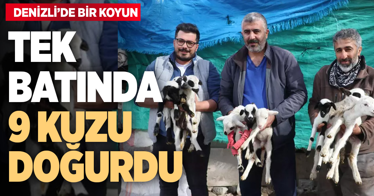 Denizli’de bir koyun tek batında 9 kuzu doğurdu
