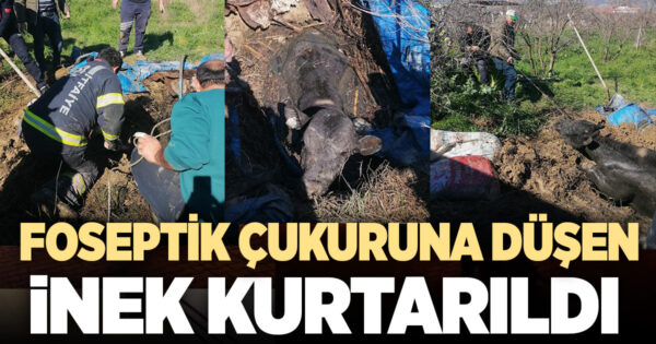 Denizli’de foseptik çukuruna düşen inek itfaiye ekiplerince kurtarıldı