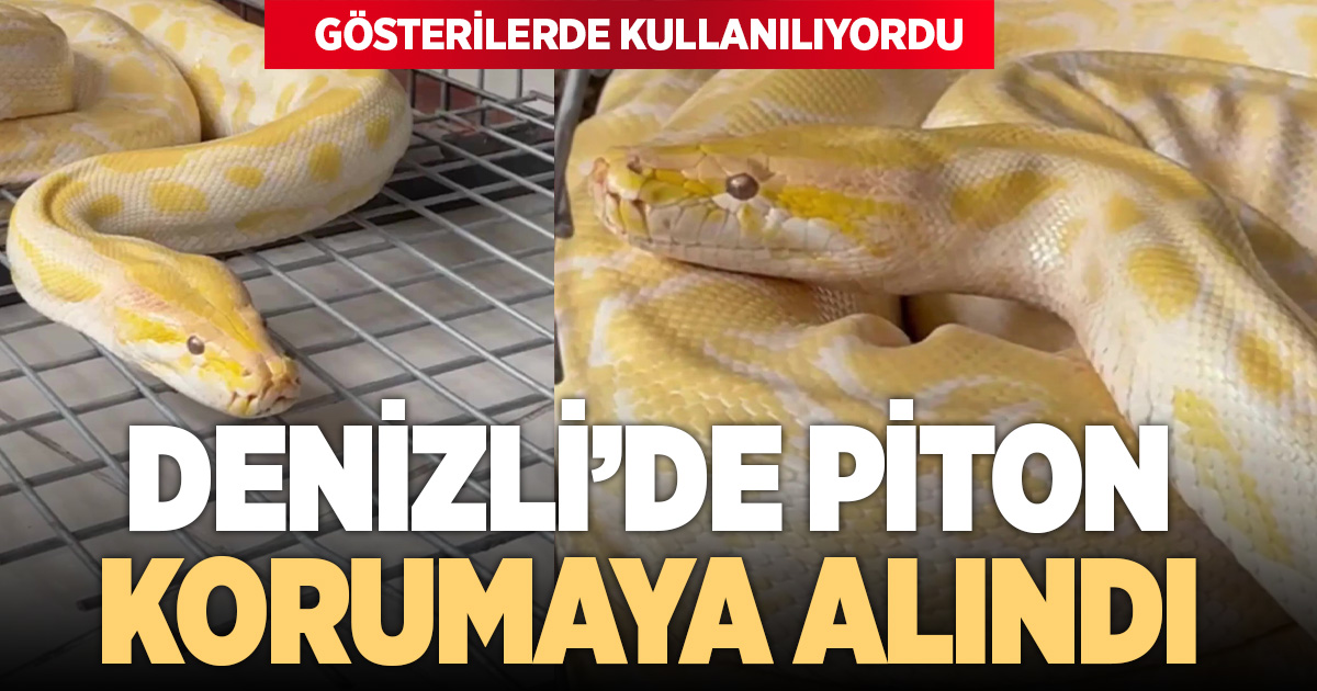 Denizli'de gösteride kullanılan nesli tehlike altındaki piton koruma altına alındı
