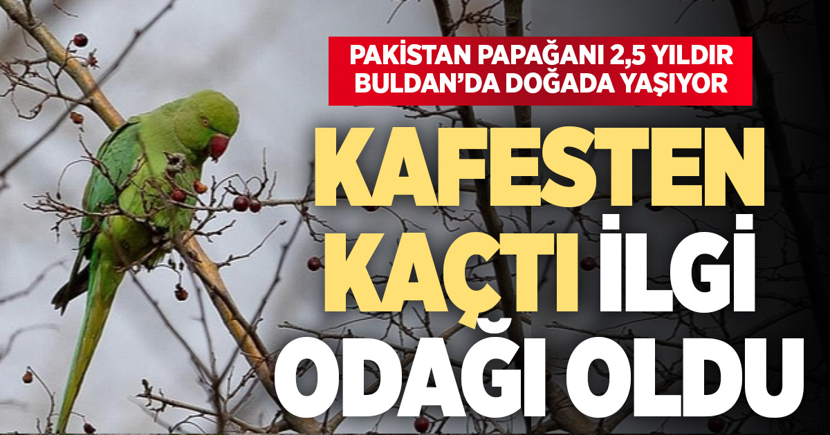 Evden kaçan papağan 2,5 yıldır doğada yaşıyor