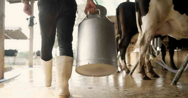 Aralıkta 931 bin ton inek sütü toplandı