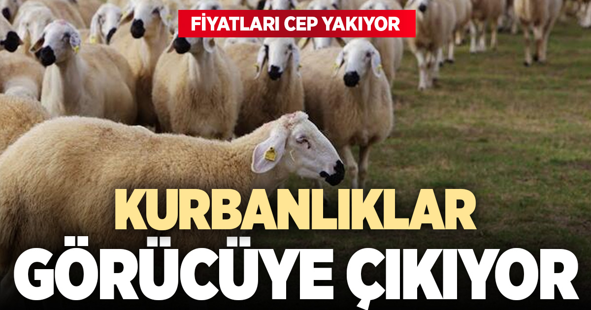 Kurbanlıklar görücüye çıkmaya başladı