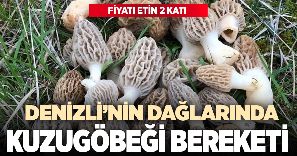 Buldan ormanlarında kuzugöbeği bereketi