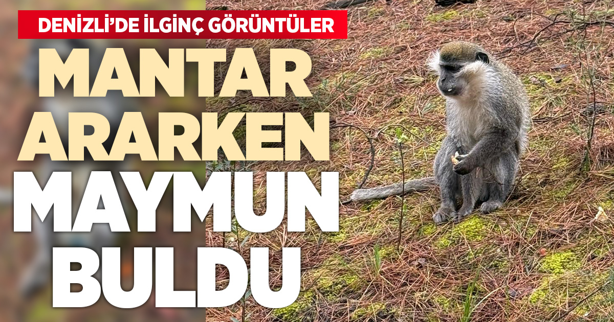 Mantar aramak için çıktığı doğada maymun buldu