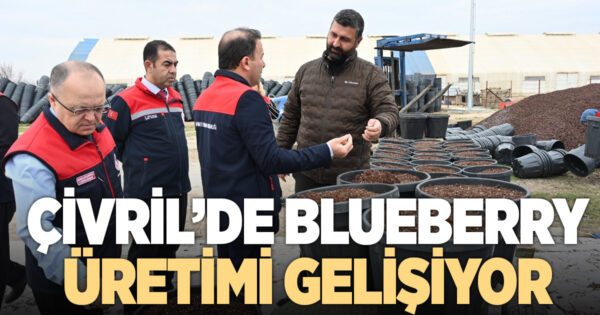 Çivril’de blueberry üretimi gelişiyor