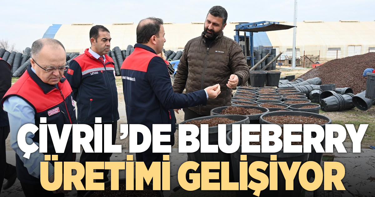 Çivril’de blueberry üretimi gelişiyor