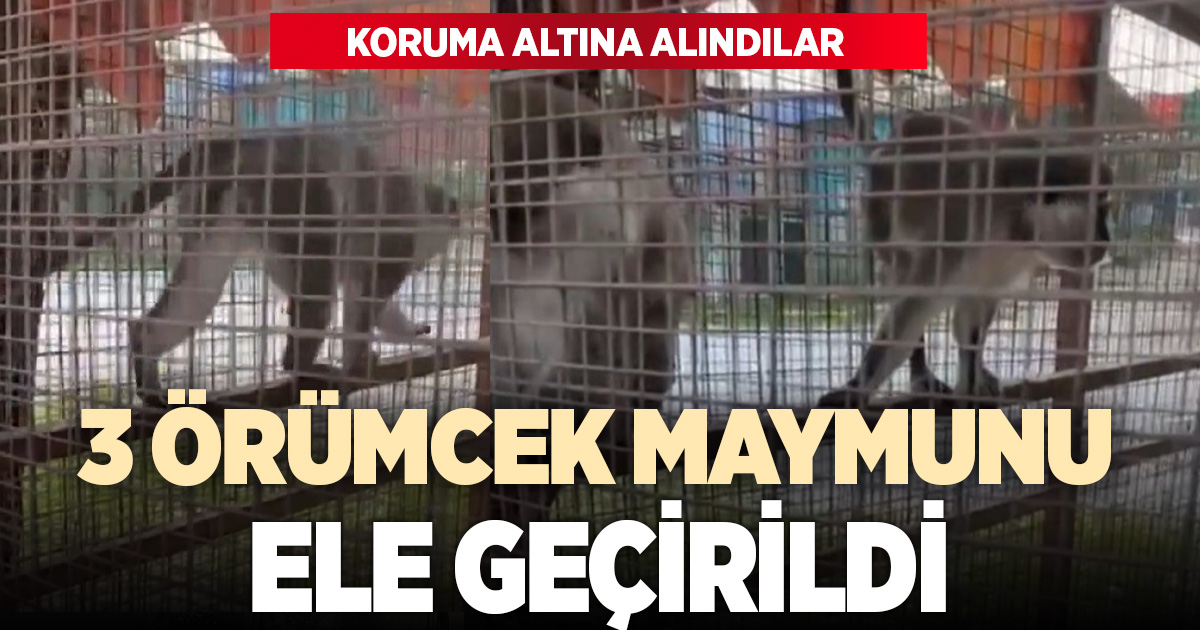 Denizli'de 3 örümcek maymunu ele geçirildi