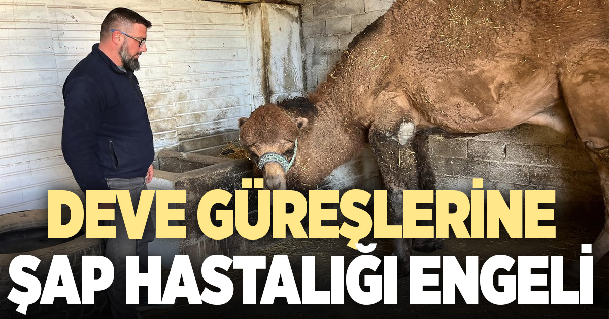 Deve güreşleri iptal edilince develer dinlenmeye çekildi