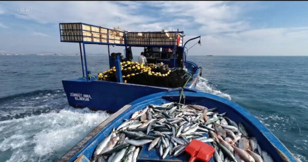 Av yasağı başladı: Trol ve gırgır avcılığı 4,5 ay duracak