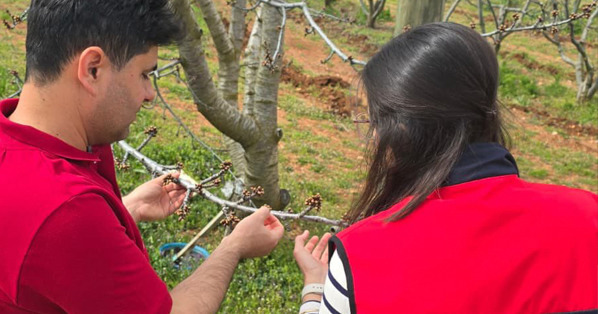 Denizli’de meyve bahçelerinde yoğun inceleme