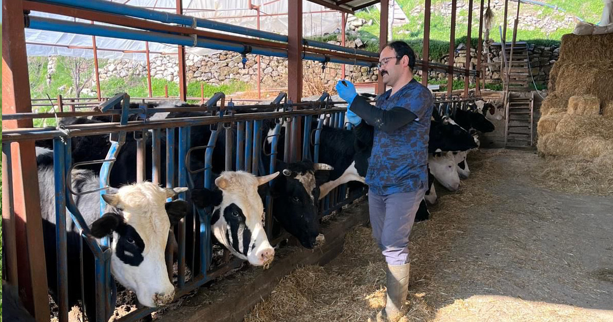 Çameli’nde hayvan sağlığı için yoğun aşılama çalışması