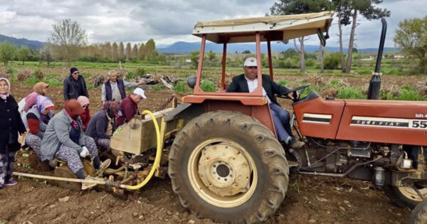 Beyağaç’ta tütün dikimleri başladı
