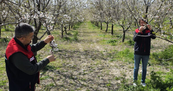 Denizli’de zirai don sonrası alarm: Ekipler sahada