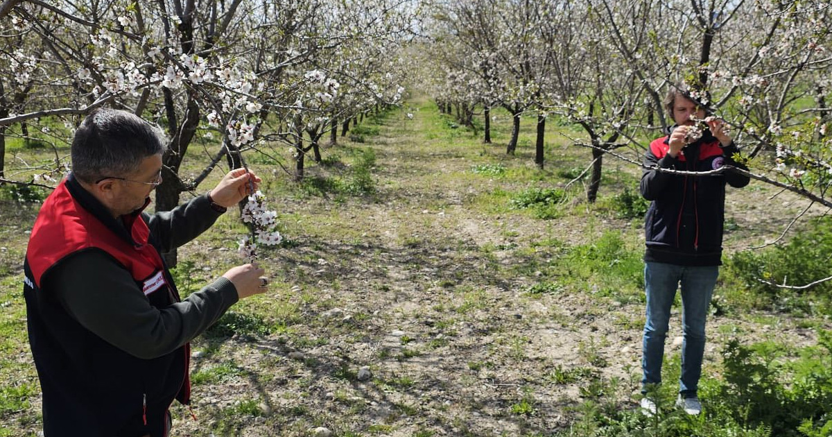 Denizli’de zirai don sonrası alarm: Ekipler sahada