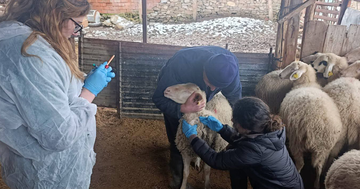 Denizli’de şap hastalığına karşı kapsamlı tarama çalışması
