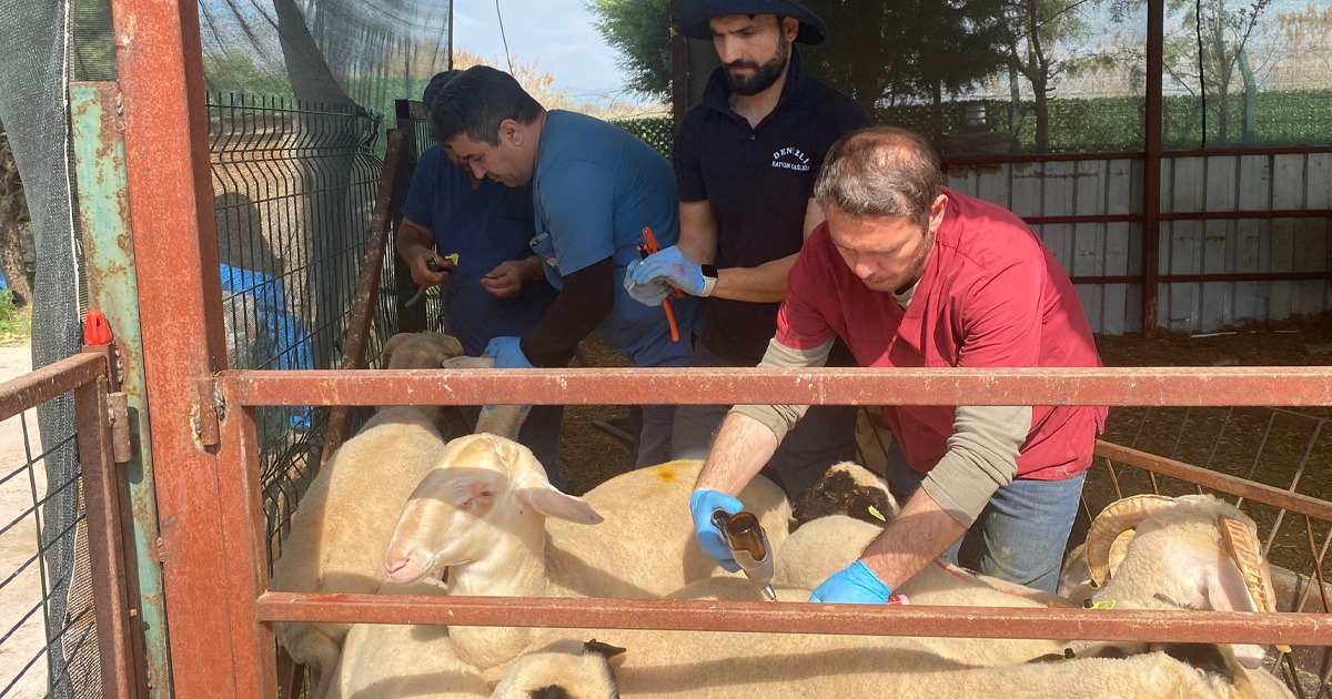 Küçükbaş hayvanlarda sağlık ve kayıt seferberliği sürüyor