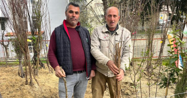 Buldan’ın bereketli toprakları fidanlarla canlanıyor