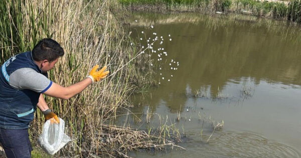 Buldan’da sinek mücadelesi başladı