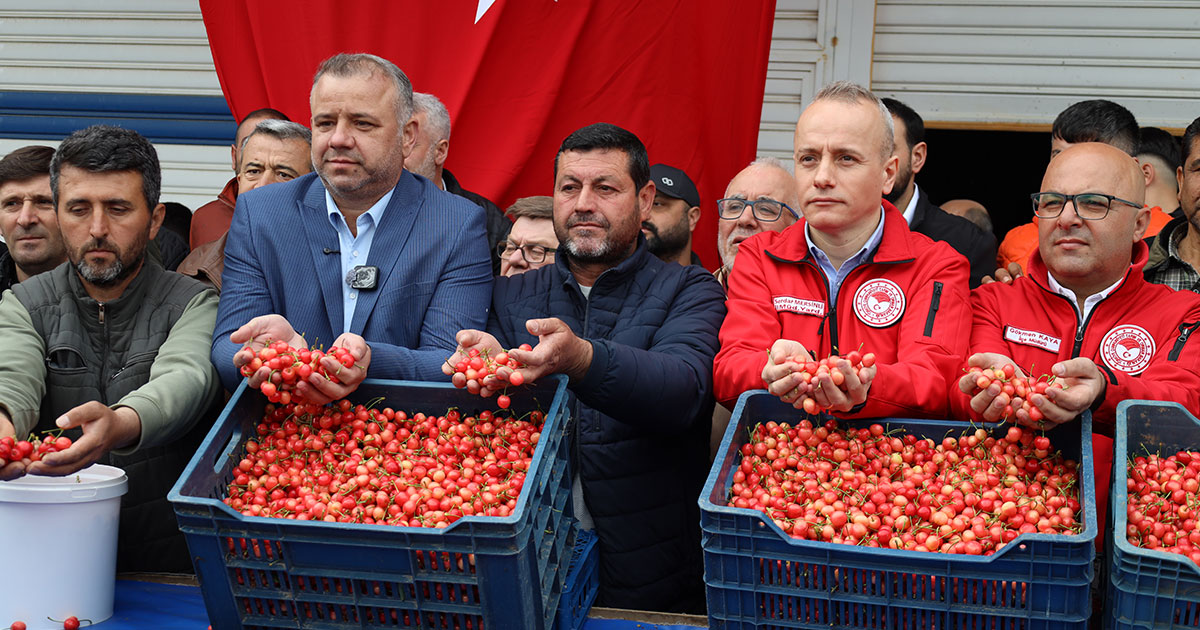 Kuzey yarımkürenin ilk kiraz hasadı yapıldı