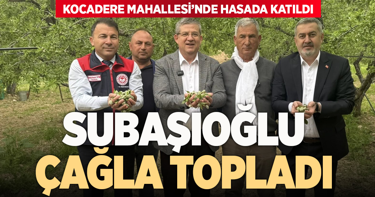 Subaşıoğlu çağla hasadında üreticiyle buluştu