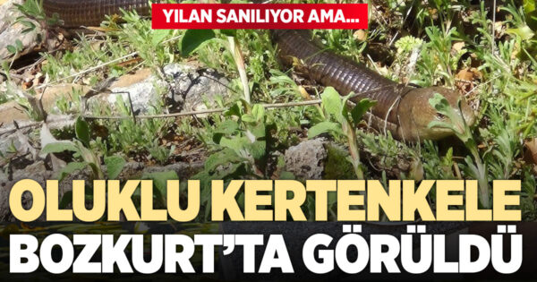 Demir yılan Bozkurt’ta ortaya çıktı