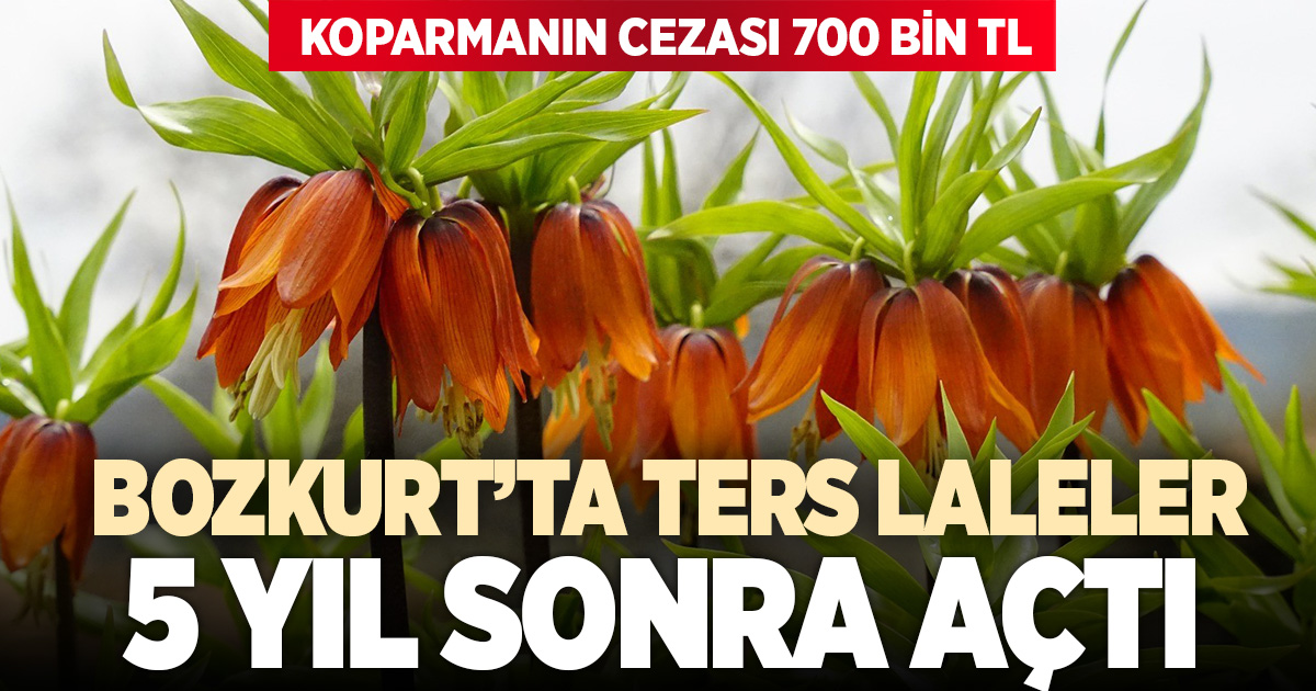 Ağlayan gelinler 5 yıl sonra baharı karşıladı