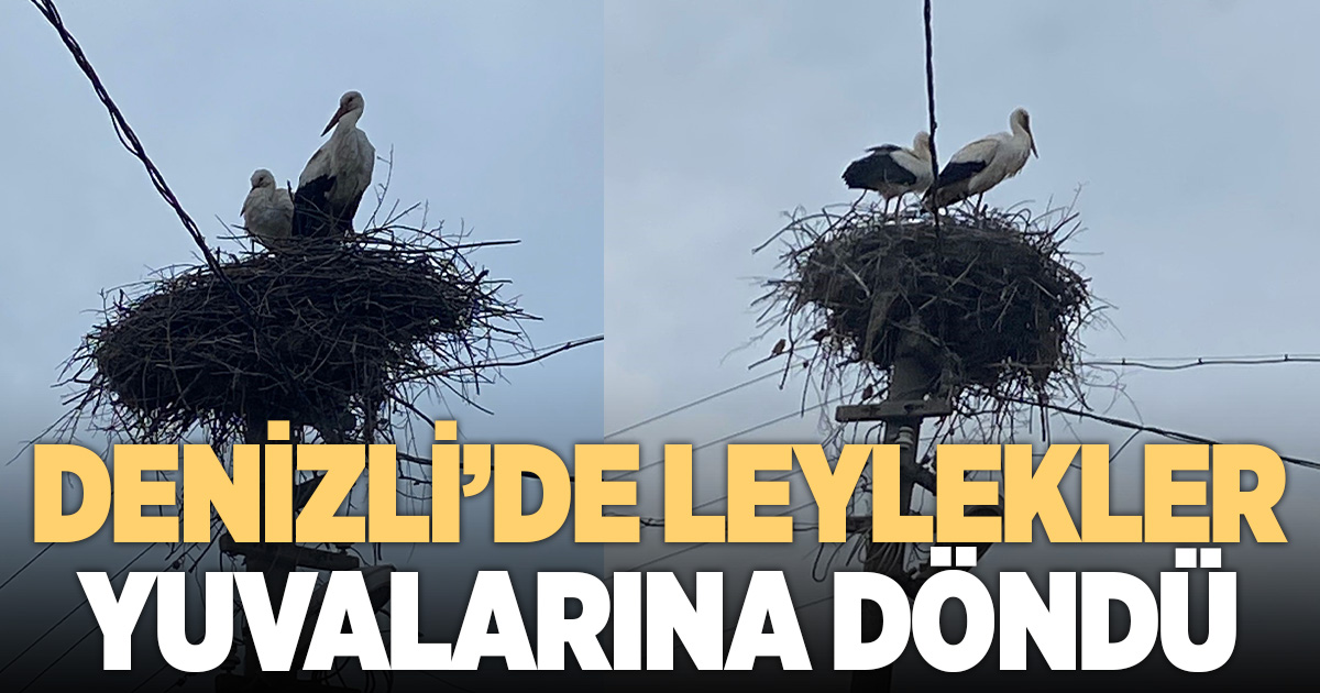 2 aşık leylek geleneği bozmadı