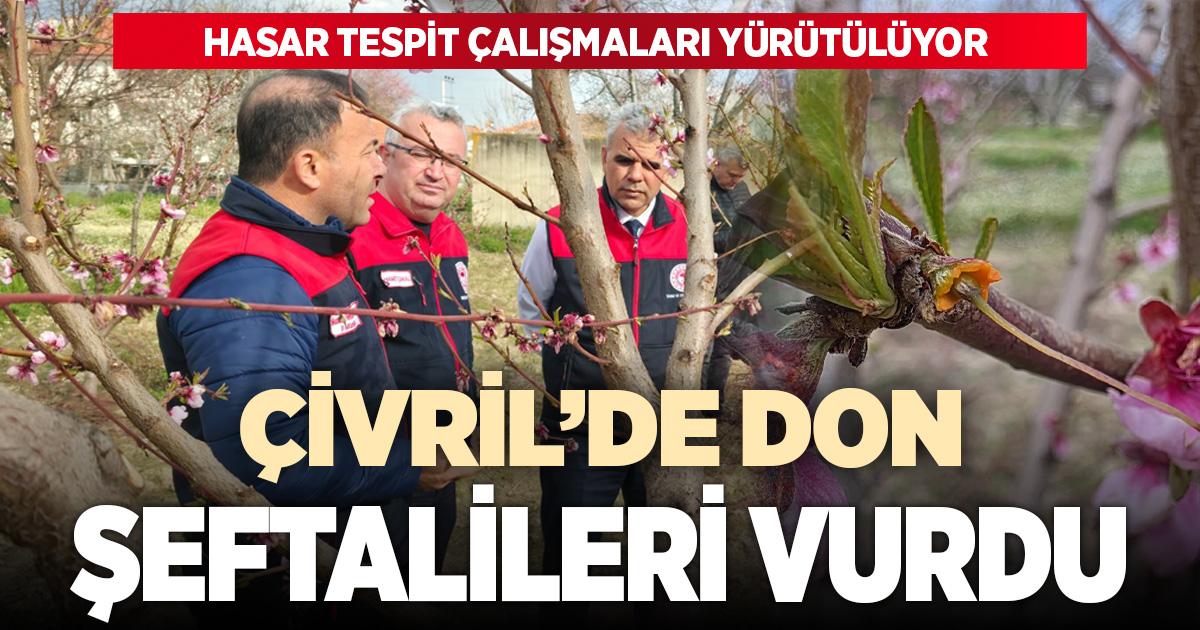 Çivril’de don etkisi: Şeftali ağaçları etkilendi