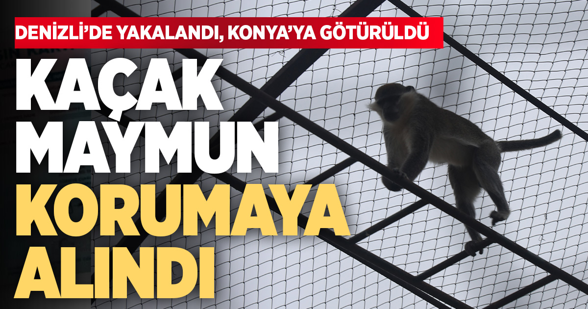 Denizli'de yakalanan maymun Konya'da hayvanat bahçesine teslim edildi
