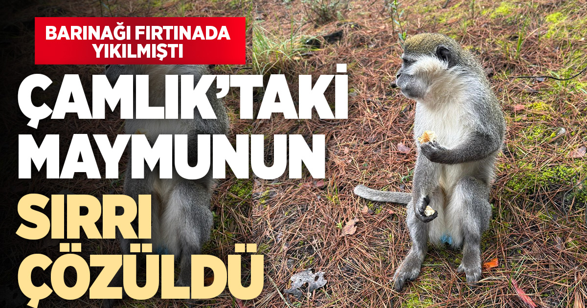 Denizli'deki firari maymunların sırrı çözüldü
