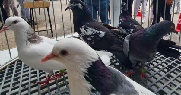Denizli’nin asırlık mirası Dolapçı güvercinleri güzellikleriyle büyüledi