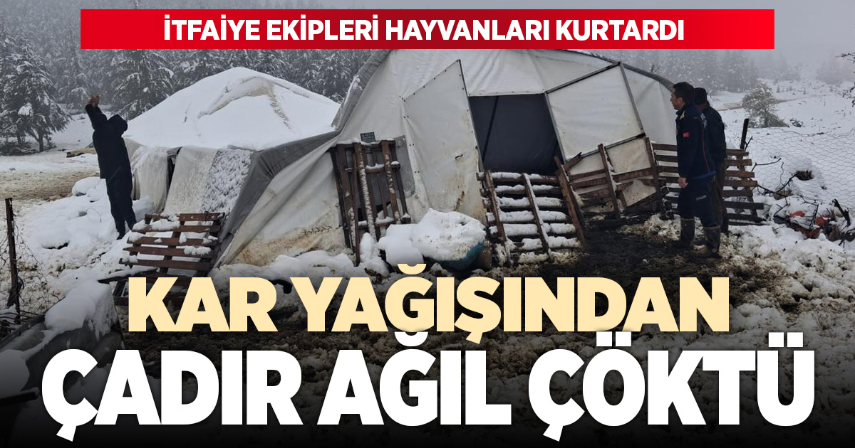 Aşırı kar nedeniyle ağıl çöktü, koyunlar mahsur kaldı