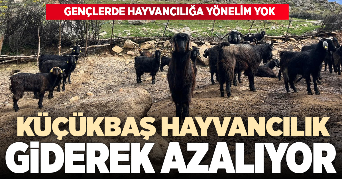 Denizli'de küçükbaş hayvancılık yetiştiriciliği giderek azalıyor