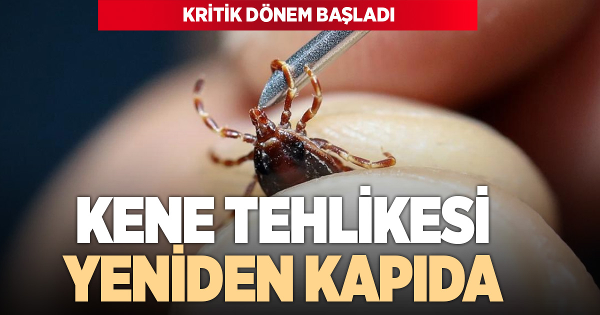 Havalar ısındı, Kurban Bayramı yaklaştı: Kene tehlikesi yeniden kapıda