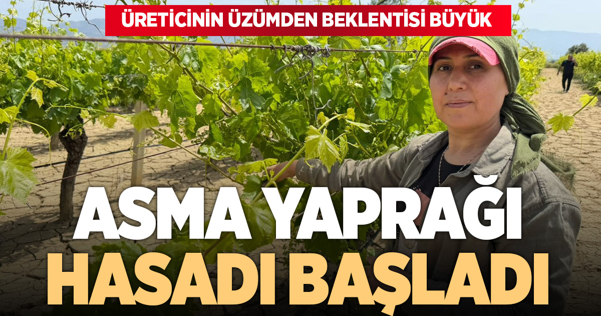 Asma yaprağında hasat başladı