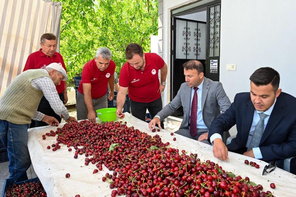 Honaz’da kiraz hasadı başladı